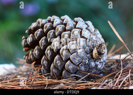 Tannenzapfen auf Waldboden Stockfoto