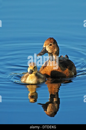 Ring – Necked Duck, Weibchen mit Küken Stockfoto