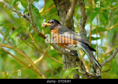 American Robin, Turdus Migratorius, mit Wurm Stockfoto