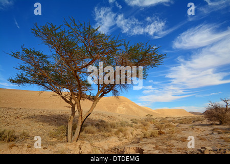 Akazie Baum In einer Wüste Landschaft, Israel Stockfoto