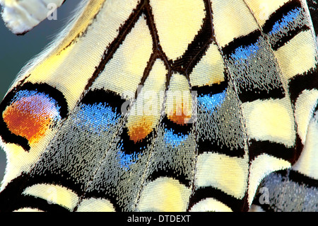 Schwalbenschwanz Schmetterlingsflügel, close-up Stockfoto