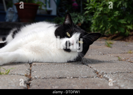 Black And White Cat Verlegung auf steinernen Steg Stockfoto