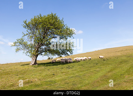 Schafe unter Baum am Hang zu Mynydd Illtud häufig am Bergzentrum im Brecon Beacons National Park, South Wales, Australia Stockfoto