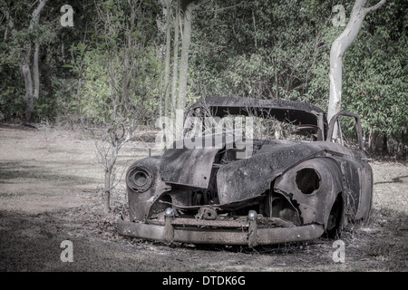 Verlassene alte rostige 1950er Jahre FJ Holden Ute in den australischen Busch Stockfoto
