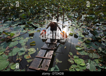 Ein Mann füllen Sie Behälter mit Wasser in einem kleinen See in Dala Township, Myanmar, Montag, 6. Mai 2013 Stockfoto