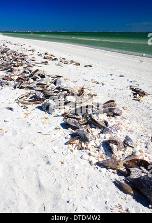 Muscheln am Strand in Florida am Strand von Sanibel Island durch den Golf von Mexiko. Aufgenommen im Dezember zeigt einen warmen Florida-Winter Stockfoto