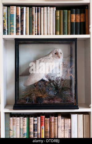 Eine gefüllte Schleiereule (Tyto Alba) in einer Vitrine auf einem Bücherregal von naturhistorischen Büchern. Stockfoto