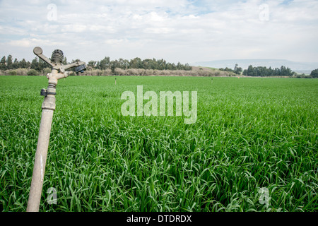 Israel, ein Sprinkler in einem Feld Stockfoto