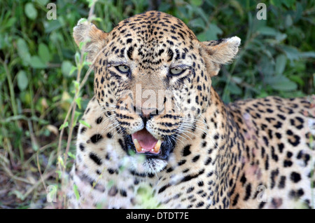 Porträt eines Geparden in Südafrika Stockfoto