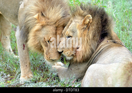 Treffen mit den Königen in Südafrika Kruger Park Stockfoto