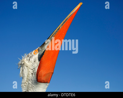 Krauskopfpelikan mit Orange-roten Beutel Stockfoto