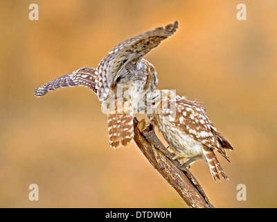 Der Steinkauz (Athene Noctua) auf einem Ast. Diese kleine Eule erreicht bis zu 25 Zentimeter Länge fotografiert in Israel im Juni Stockfoto