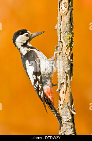 Syrische Specht (Dendrocopos Syriacus) die syrische Specht ist ein Wohnsitz Brutvogel von Südost-Ost in den Iran Stockfoto