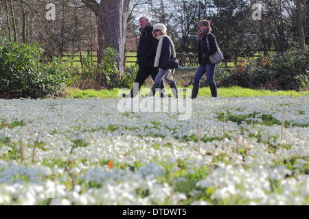 Besucher Hodsock Priory nehmen einen Nachmittagsspaziergang bei sonnigem Wetter Schneeglöckchen behängt Wald, Nottinghamshire, UK Stockfoto