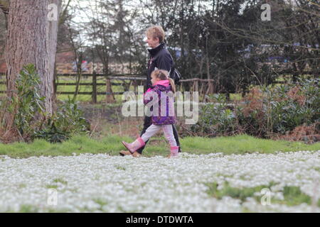 Besucher Hodsock Priory nehmen einen Nachmittagsspaziergang bei sonnigem Wetter Schneeglöckchen behängt Wald, Nottinghamshire, UK Stockfoto