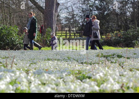 Besucher Hodsock Priory nehmen einen Nachmittagsspaziergang bei sonnigem Wetter Schneeglöckchen behängt Wald, Nottinghamshire, UK Stockfoto