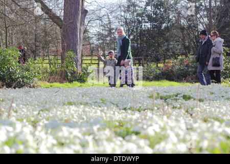 Eine Familie nehmen einen Nachmittagsspaziergang bei sonnigem Wetter durch Schneeglöckchen behängt Wald bei Hodsock Priory in Nottinghamshire, Großbritannien Stockfoto