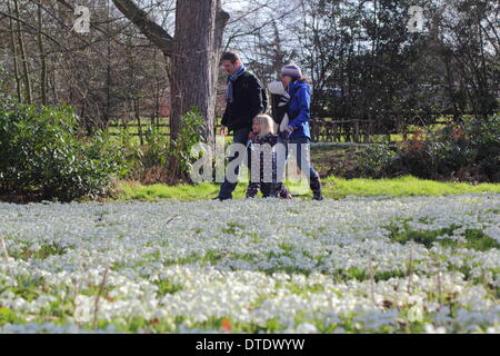 Eine Familie nehmen einen Nachmittagsspaziergang bei sonnigem Wetter durch Schneeglöckchen behängt Wald bei Hodsock Priory in Nottinghamshire, Großbritannien Stockfoto