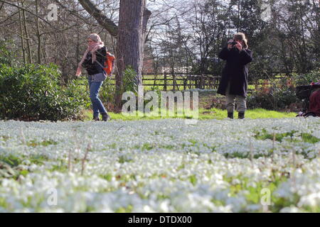 Besucher Hodsock Priory nehmen einen Nachmittagsspaziergang bei sonnigem Wetter Schneeglöckchen behängt Wald, Nottinghamshire, UK Stockfoto