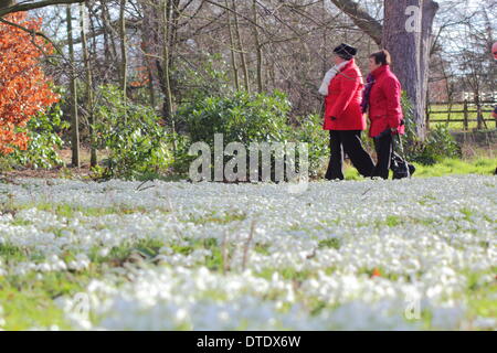 Besucher Hodsock Priory nehmen einen Nachmittagsspaziergang bei sonnigem Wetter Schneeglöckchen behängt Wald, Nottinghamshire, UK Stockfoto