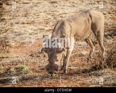 Warzenschwein oder gemeinsame Warzenschwein (Phacochoerus Africanus) Stockfoto