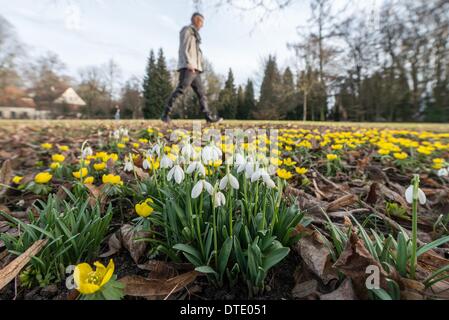 Regensburg, Deutschland. 15. Februar 2014. Schneeglöckchen und Winter Aconites Blüte in einem Park in Regensburg, Deutschland, 15. Februar 2014. Foto: Armin Weigel/Dpa/Alamy Live-Nachrichten Stockfoto