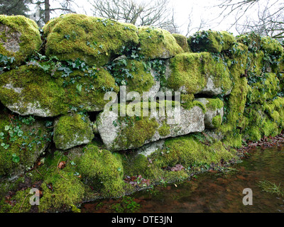 Moos bedeckt Steinmauer, Dartmoor, Devon, UK Stockfoto
