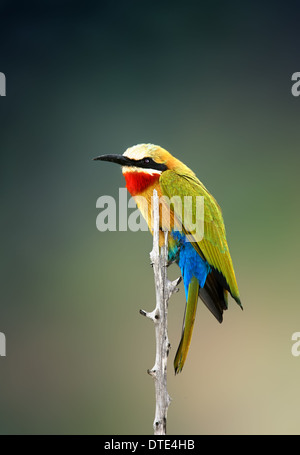 Whitefronted Bienenfresser (Merops Bullockoides) Kruger National Park (Südafrika) Stockfoto