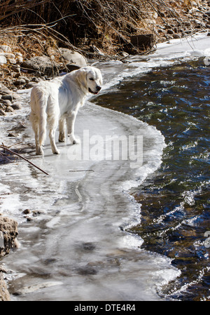 Platin farbige Golden Retriever Welpen (8 Monate alt) spielt in den Arkansas River, Salida, Colorado, USA Stockfoto