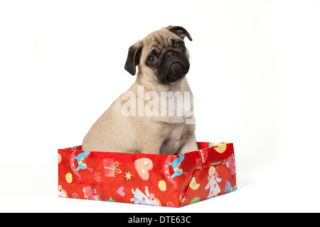 Mops Welpen sitzen in ein Weihnachtsgeschenk Stockfoto