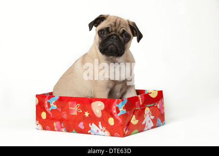 Mops Welpen sitzen in ein Weihnachtsgeschenk Stockfoto