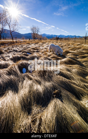 Weidegras schlummert auf Ranchland in der Nähe von Salida, Colorado, USA Stockfoto