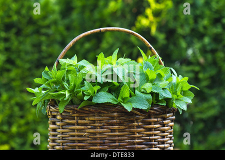 Frische grüne Blätter des Krautes Pfefferminze im Weidenkorb Bilder Fotos Fotografie groß hochauflösend horizontal in USA US Hi-Res Stockfoto