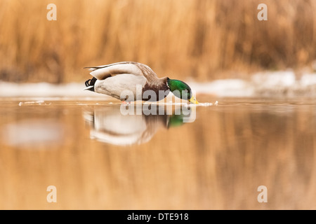 Erwachsene männliche Stockenten (Anas Platyrhynchos) auf der Suche nach Nahrung in einem Sumpf Stockfoto