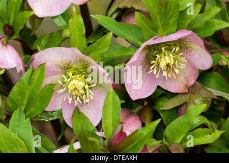 Blumen von einem blassen Rosa Nieswurz, Helleborus X orientalis, in einem Garten von Plymouth in Mitte Februar Stockfoto