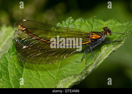 Erwachsene weibliche schöne Prachtlibelle, Calopteryx virgo Stockfoto