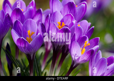 Frühe Blüte Crocus Tommasinianus Öffnung breit in Mitte Februar Sonnenschein in einem Cornish Garten Stockfoto