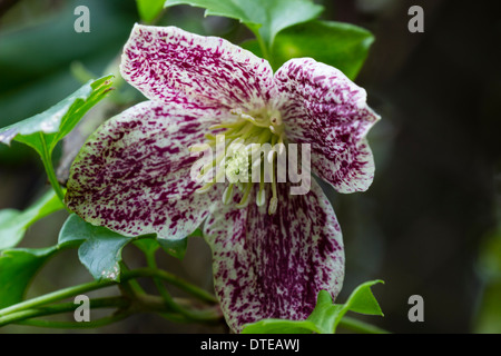 Einzelne Blume von Clematis Cirrhosa Var Purpurascens 'Sommersprossen' in einem privaten Garten von Plymouth Stockfoto