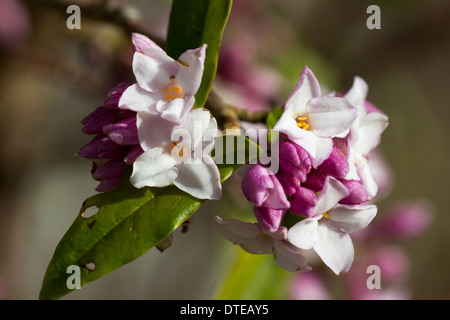 Stark duftende Blüten in Daphne Bholua Jacqueline Postill Mitte Februar in einem Cornish Garten. Stockfoto