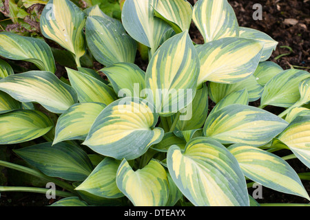Bunte Laub der Hosta "Juni" in einem Garten von Plymouth Stockfoto