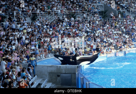 Großer Schwertwal erklingt in Seaworld Orlando USA 1981 Stockfoto