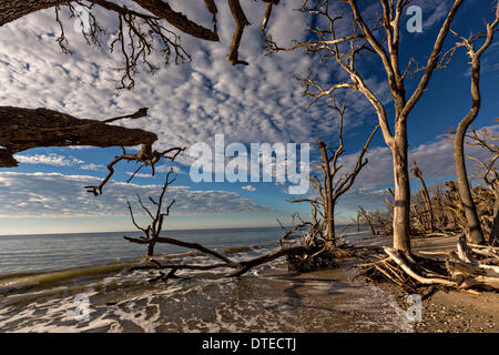 Boneyard Strand von Botany Bay Plantation 16. Februar 2014 in Edisto Island, South Carolina. Jedes Jahr 144.000 Kubikellen Sand wird mit den Wellen am Strand und Nearshore erodieren Küstenwald entlang der Strandpromenade weggewaschen. Stockfoto