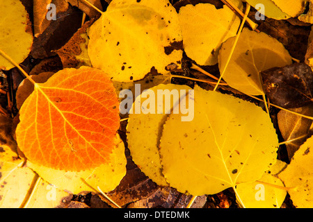 Goldene Espe Blätter im Herbst Stockfoto