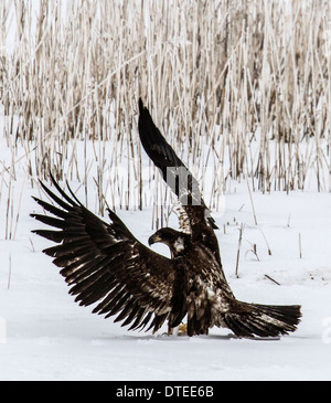 Unreife Weißkopfseeadler Landung in Farmington Bay, Utah Stockfoto