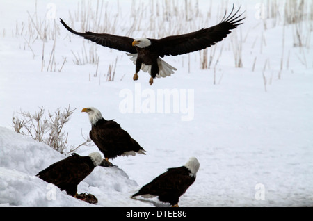 Weißkopf-Seeadler, die Landung in der Nähe von anderen Adler fressen Fische in Farmington Bay in Utah Stockfoto