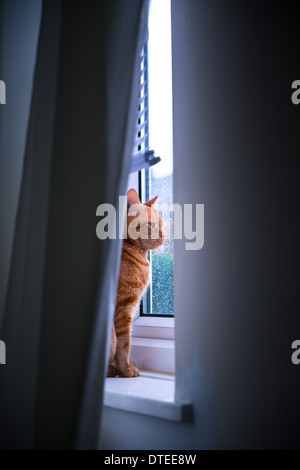 Ingwer Katze beobachten die Welt an sich vorbeiziehen Stockfoto
