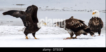 Reifen und unreifen Weißkopf-Seeadler vor sich über Fische Stockfoto