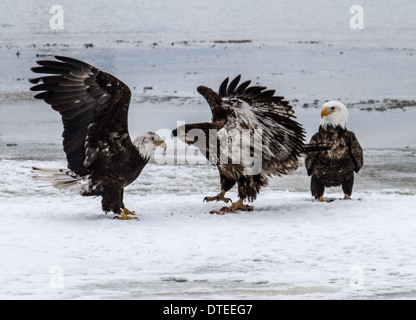 Reifen und unreifen Weißkopf-Seeadler vor sich über Fisch-Stück Stockfoto