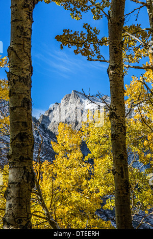 Sierra Nevada Berggipfel durch Theaspen und Pinien Stockfoto