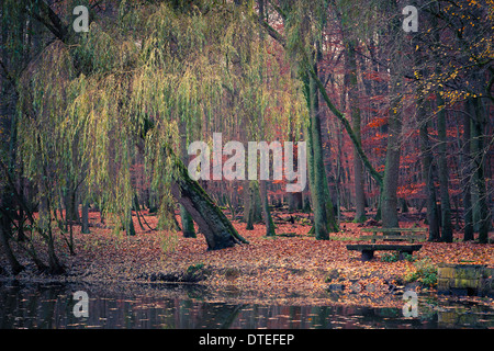 Teich im Herbst park Stockfoto